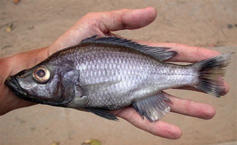 Diplotaxodon argenteus 'Cape Maclear'